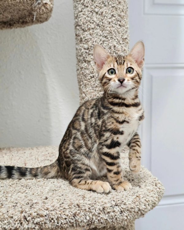 Jasmin Bengal female, black spotted tabby