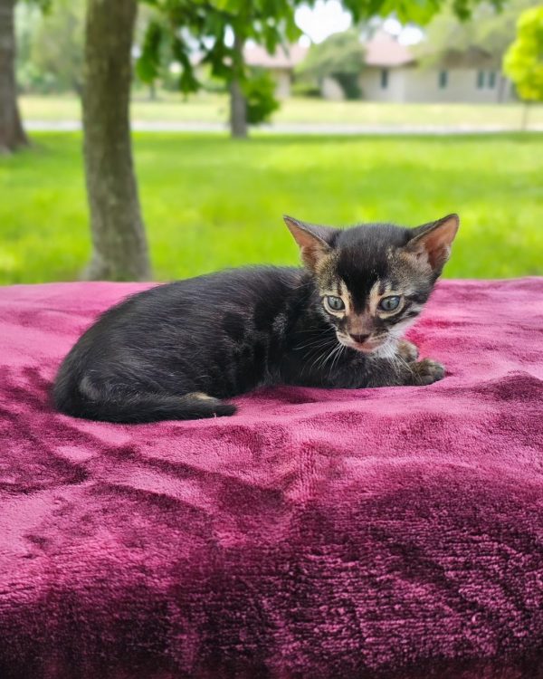 Annika Bengal male, black spotted tabby