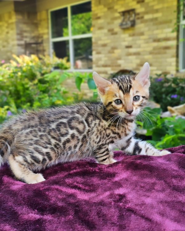 Cleo Bengal Female, black spotted tabby