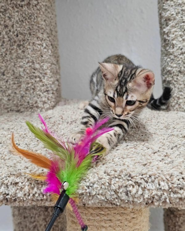 Max Bengal male, black spotted tabby