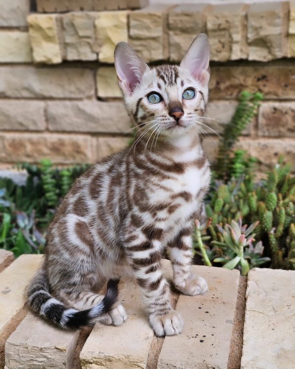 Milo Bengal male, snow mink