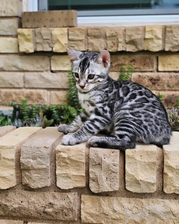 Missy Bengal female, snow mink