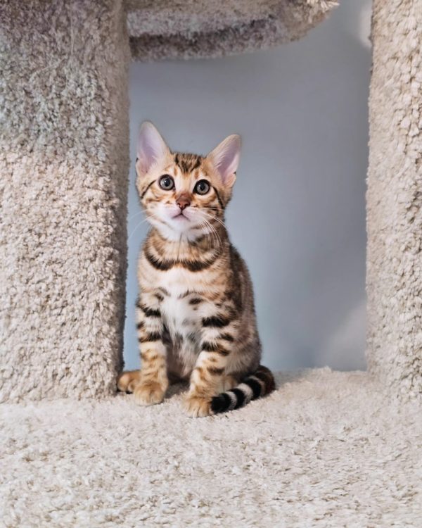 Tilly Bengal Female, black silver spotted tabby