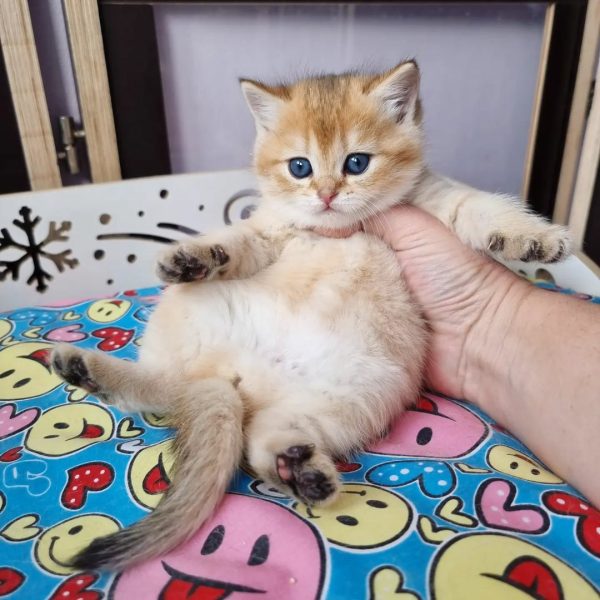 Stephanie, Our Playful Scottish Fold