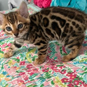 Bengal kittens