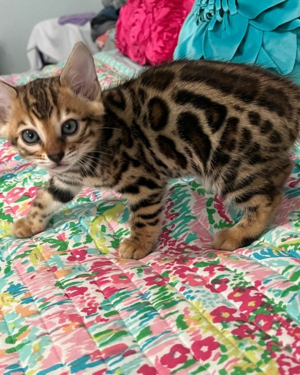 Bengal kittens