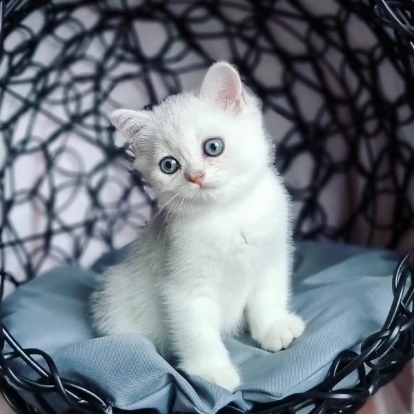 Ginger, Our Adorable Scottish Fold Cat