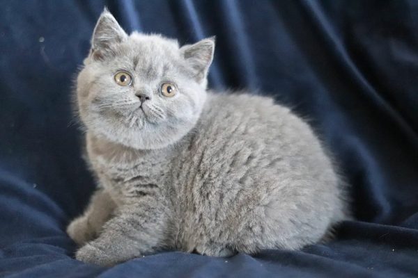 Meet Chuli, our delightful British Shorthair cat