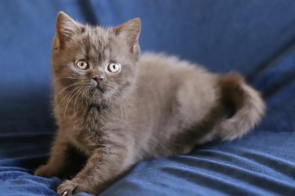 Meet Simba, Our Majestic British Shorthair Cat