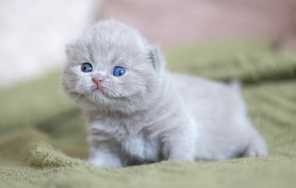 Thor, Majestic Male British Shorthair Cat