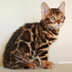 rossetted bengal kittens