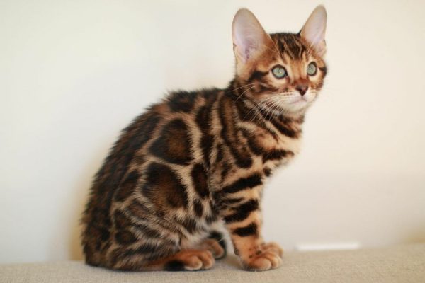 rossetted bengal kittens