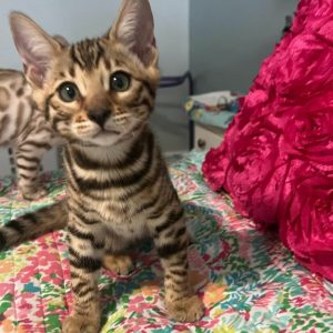 Tica Bengal kittens