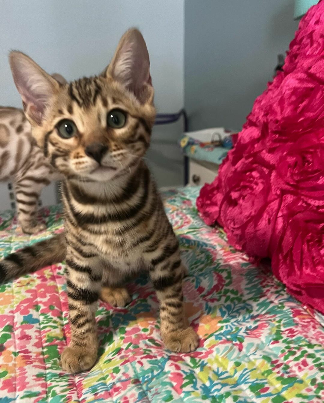 Tica Bengal kittens