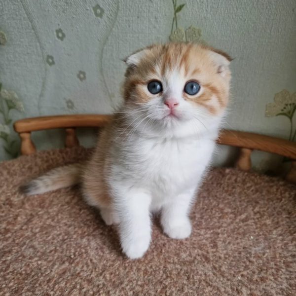 Meet Jade, Our Adorable Scottish Fold Cat