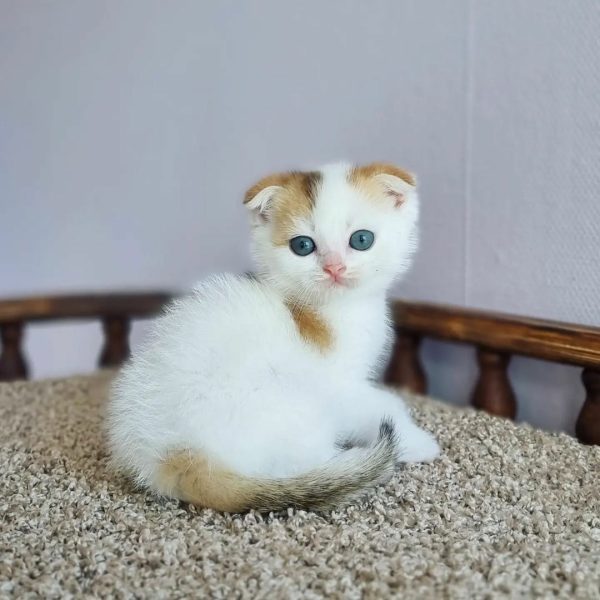 Meet Kali, Our Beautiful Scottish Fold Cat