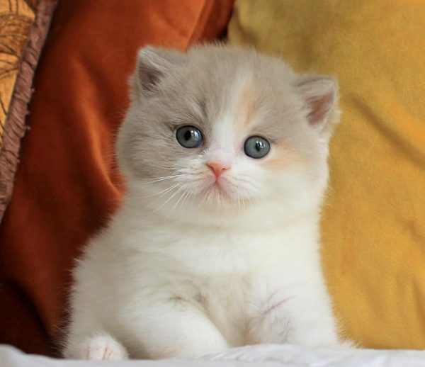 Jiji, Our Handsome Male British Shorthair Cat