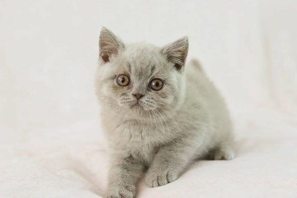 Meet Blu, Our Handsome Male British Shorthair Cat