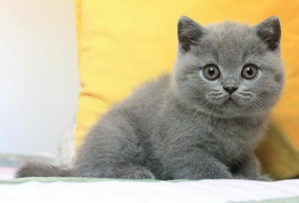 Meet Kiki, our lovely female British Shorthair cat