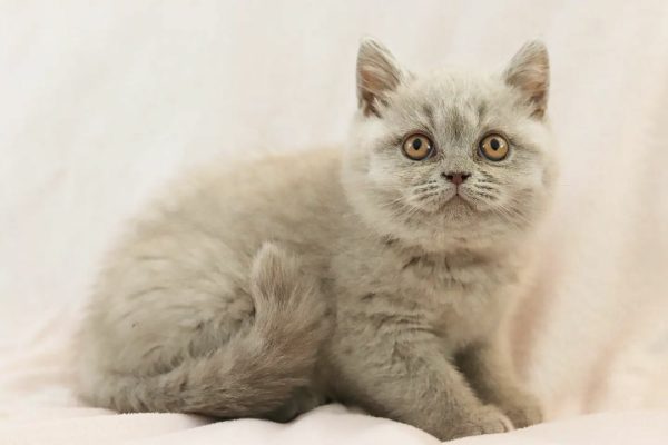 Wally, our lovable British Shorthair cat