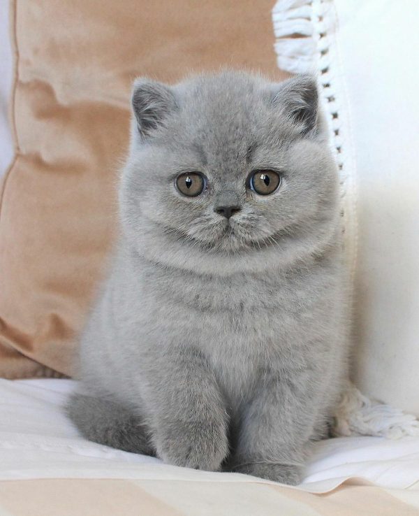 Nala, Our Beautiful Female British Shorthair Cat