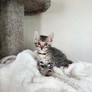 Bengal kittens for sale