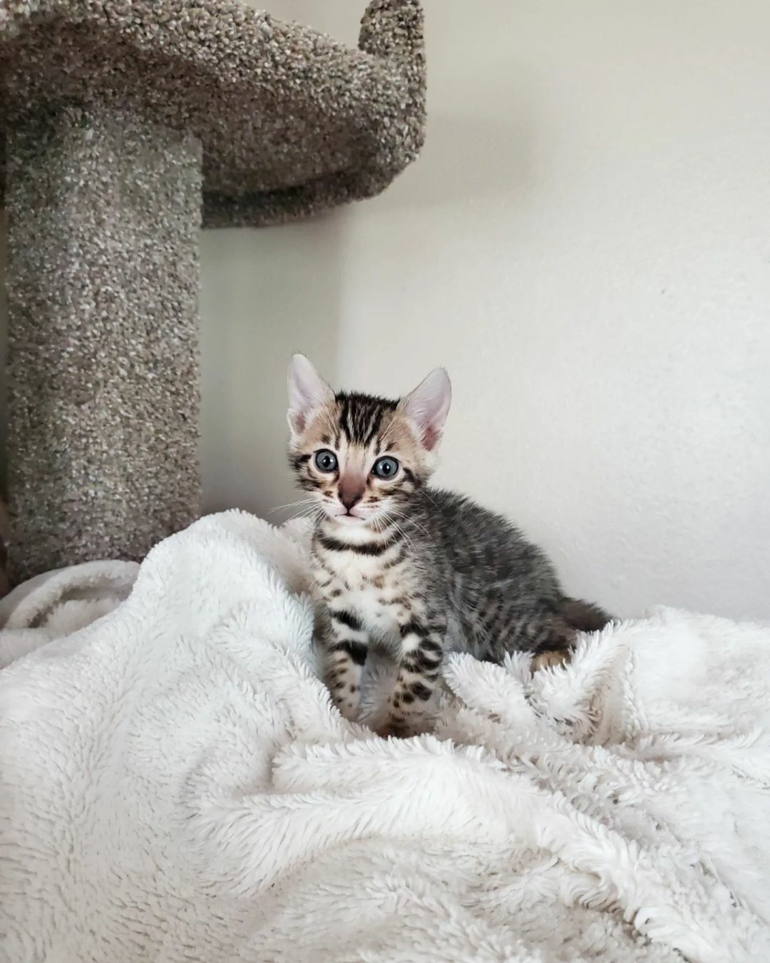 Bengal kittens for sale