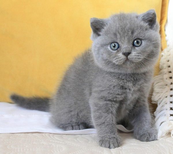 Kim, Our Gorgeous Female British Shorthair Cat