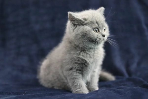 Meet Parma, Our Adorable British Shorthair Cat