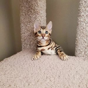 Bengal kittens for sale