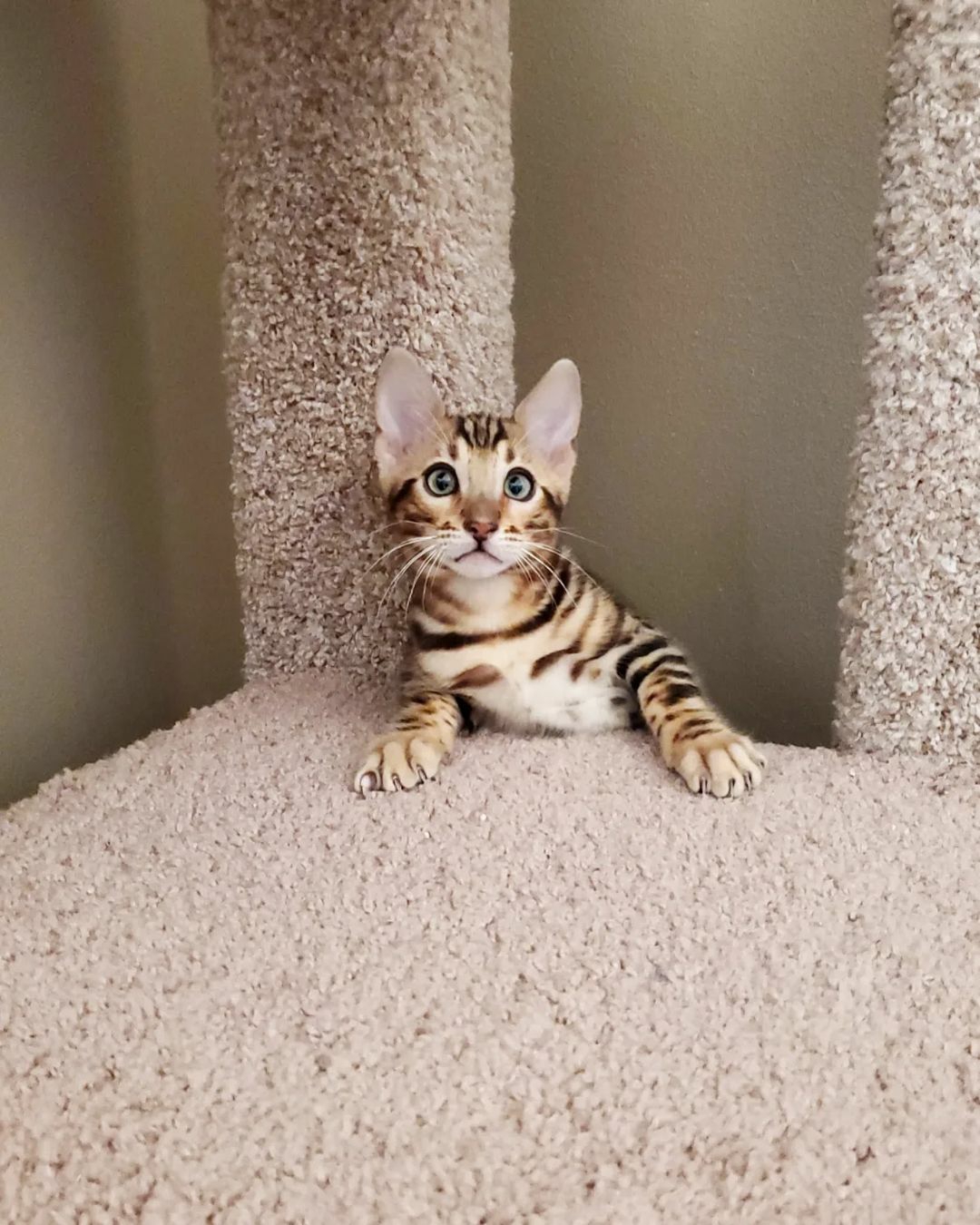 Bengal kittens for sale