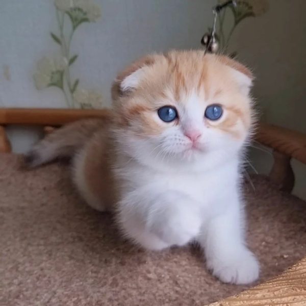 Veniamin Scottish Fold cat