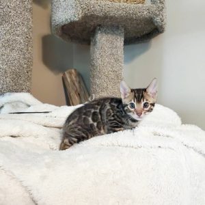 Bengal kittens for sale