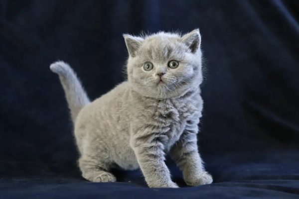 Theodore, Our Charming British Shorthair Cat