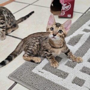 Bengal female, black spotted tabby