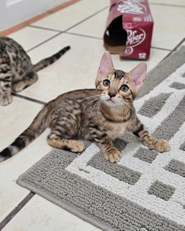 Bengal female, black spotted tabby