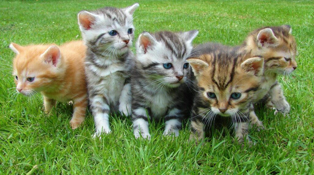 Bengal kittens