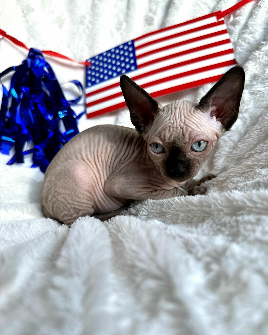 Canadian Sphynx male, blue pointed