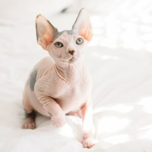 Canadian Sphynx female, white