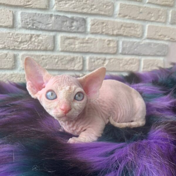 Canadian Sphynx female, white