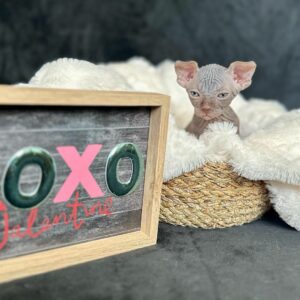 Canadian Sphynx male kitten