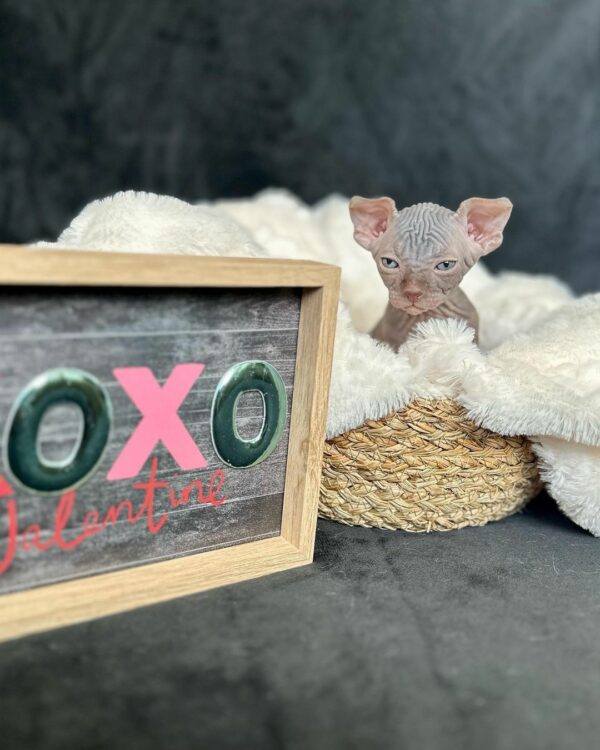 Canadian Sphynx male kitten