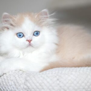 British Longhair female, black golden shaded