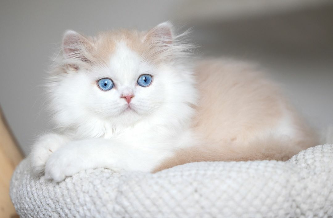 British Longhair female, black golden shaded