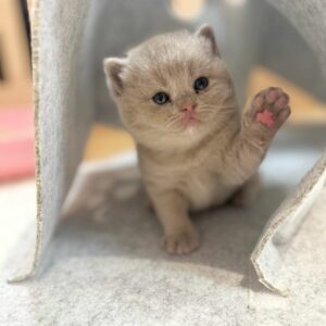 British Shorthair female, black...