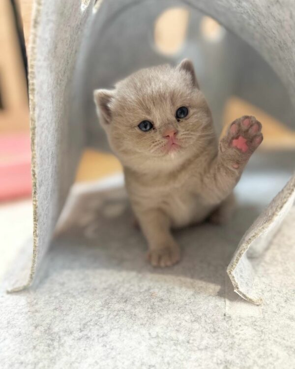 British Shorthair female, black...