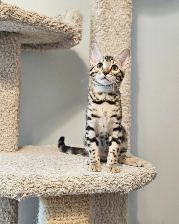 Cara Bengal female, black spotted tabby