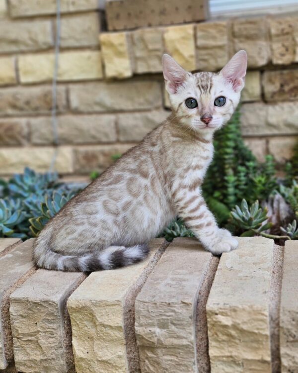 Rodny Bengal male, black silver spotted tabby